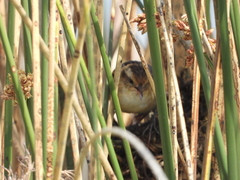Phleocryptes melanops