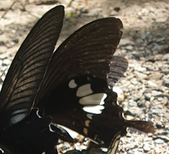 Papilio nephelus