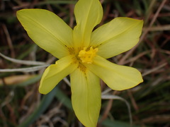 Moraea cookii