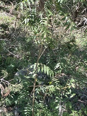Juglans major