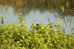 Jacana spinosa