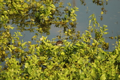 Jacana spinosa