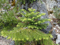 Abies bracteata