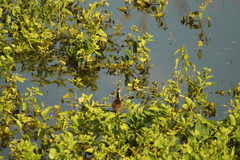 Jacana spinosa