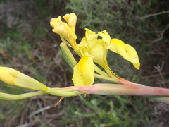 Moraea spathulata