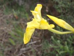 Moraea spathulata