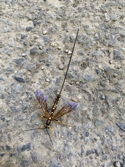 Megarhyssa nortoni