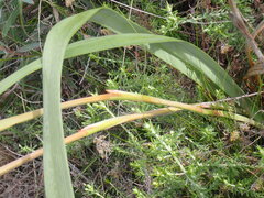 Moraea spathulata