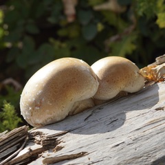 Hemipholiota