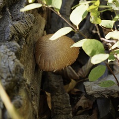 Hemipholiota populnea
