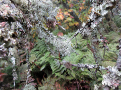 Pseudevernia cladonia