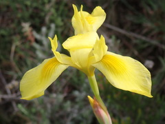 Moraea spathulata