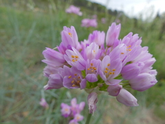 Allium roseum