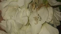 Epicadus heterogaster