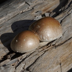 Hemipholiota