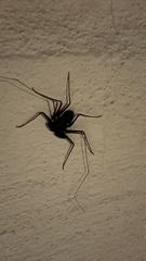 Paraphrynus carolynae