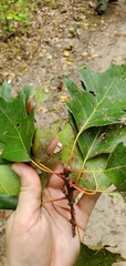 Quercus rubra