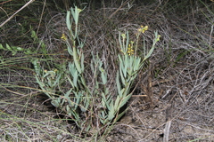Galphimia angustifolia