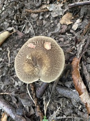 Xerocomellus chrysenteron