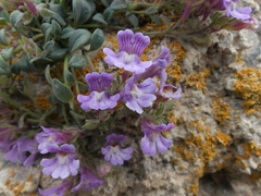 Chaenorhinum origanifolium