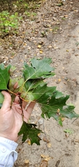Quercus rubra
