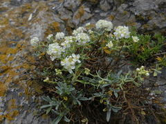 Hormathophylla spinosa