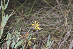 Galphimia angustifolia