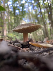 Xerocomellus chrysenteron