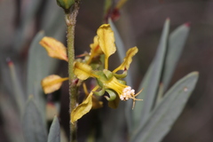 Galphimia angustifolia