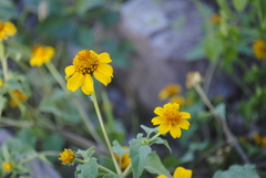 Heliopsis annua