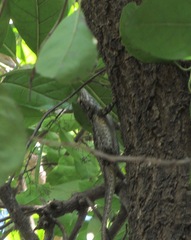 Sceloporus clarkii