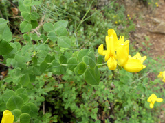 Cytisophyllum sessilifolium