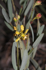 Galphimia angustifolia
