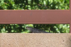Sceloporus clarkii