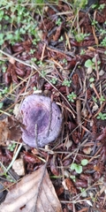 Cortinarius violaceus