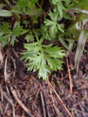 Artemisia norvegica