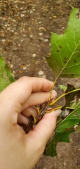 Quercus rubra