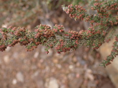 Erica leucopelta