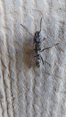 Neoponera