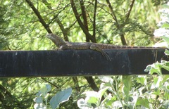 Ctenosaura macrolopha