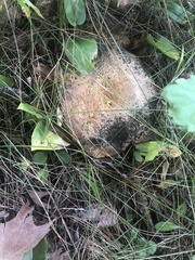 Tricholomopsis rutilans