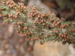Erica leucopelta