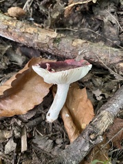 Russula cyanoxantha