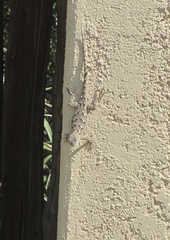 Sceloporus clarkii