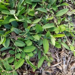 Alysicarpus vaginalis