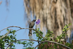 Saltator grandis