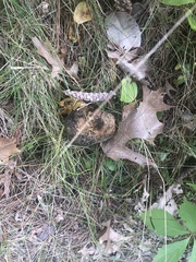 Tricholomopsis rutilans