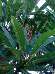 Plumeria rubra