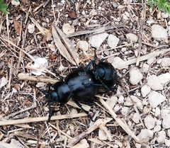 Timarcha tenebricosa
