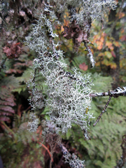 Pseudevernia cladonia